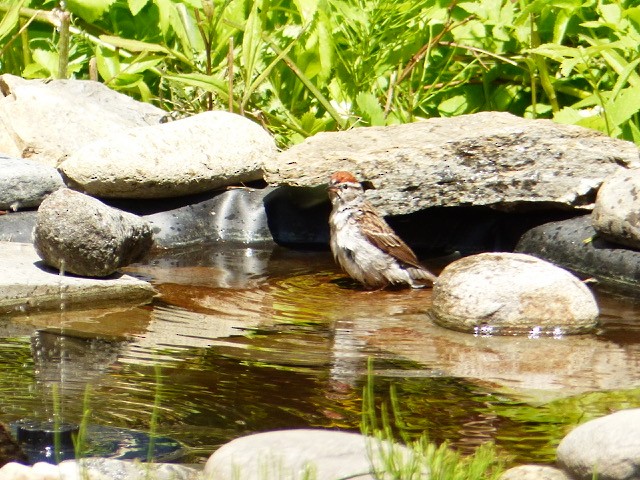 Schwirrammer - ML636624350