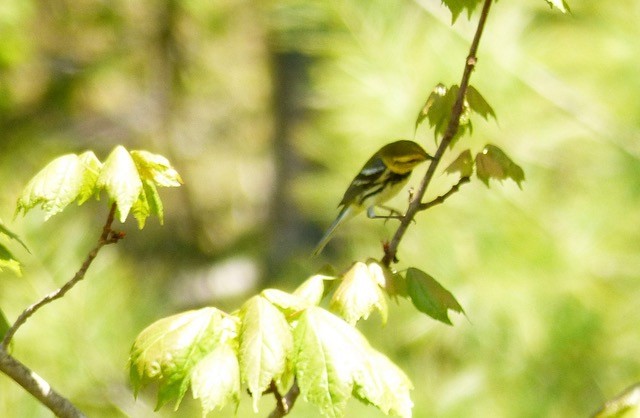 Grünmantel-Waldsänger - ML636624381