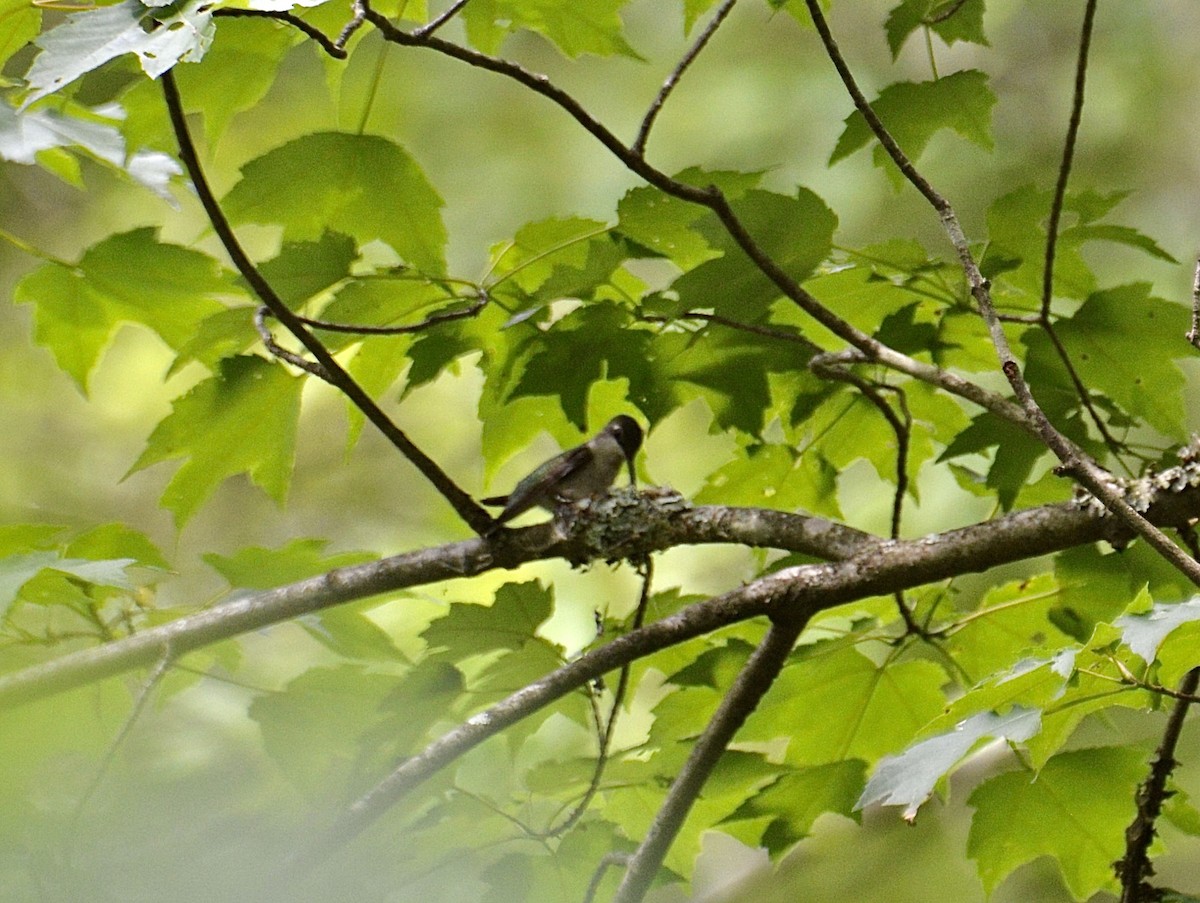Ruby-throated Hummingbird - ML636624397