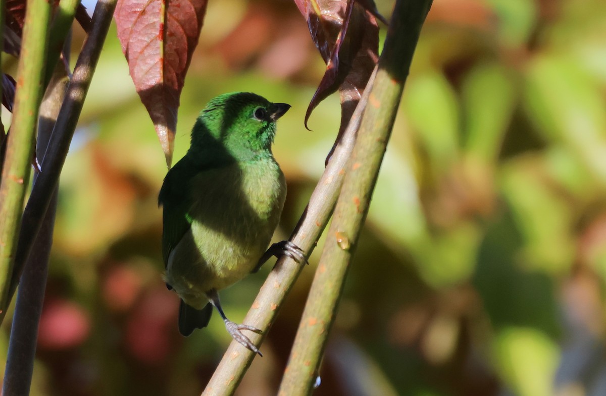 Golden-browed Chlorophonia - ML636624511