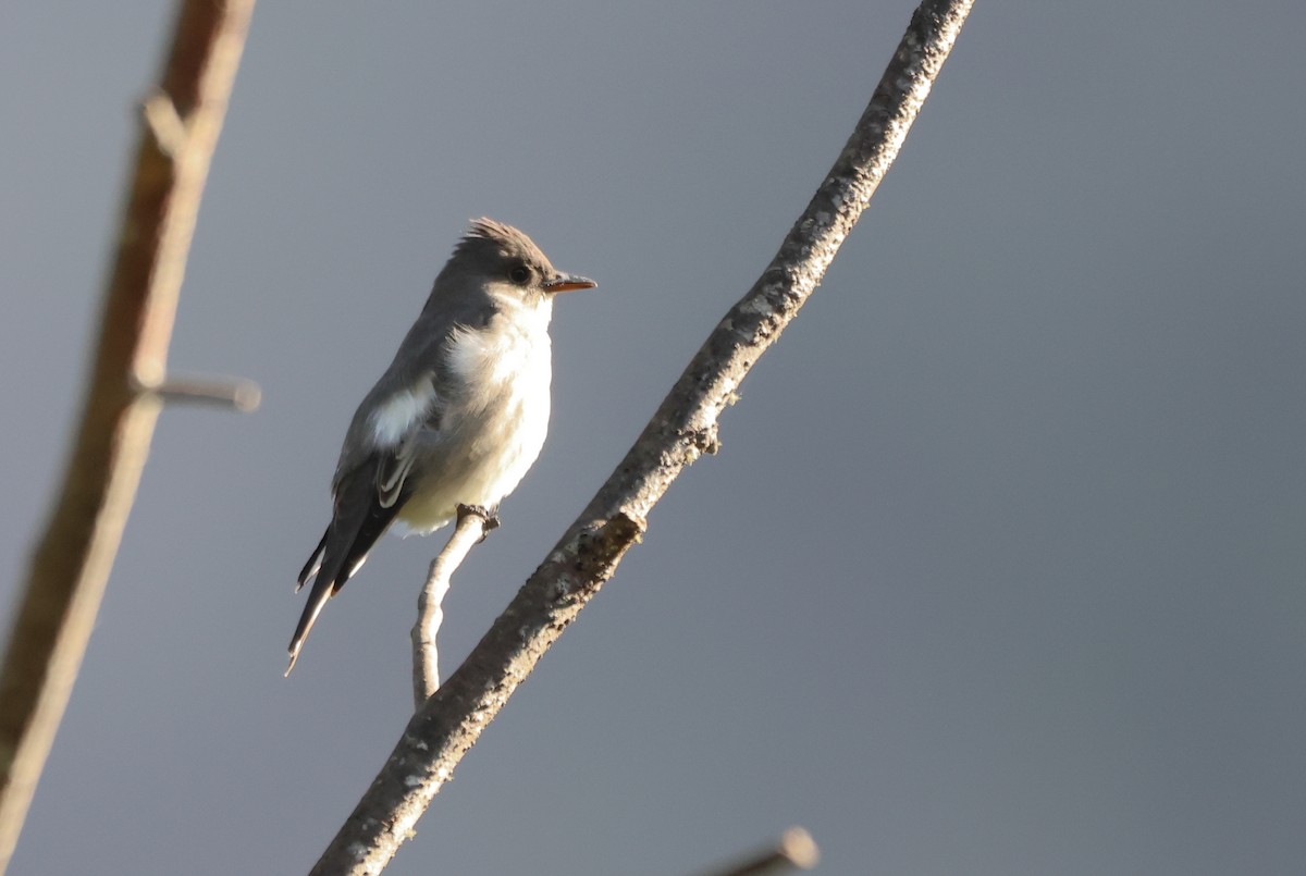 Olive-sided Flycatcher - ML636624519