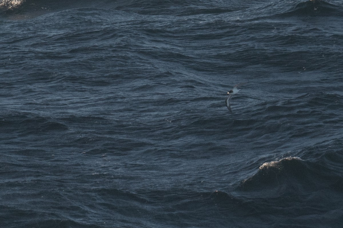 Hawaiian Petrel - ML636624617