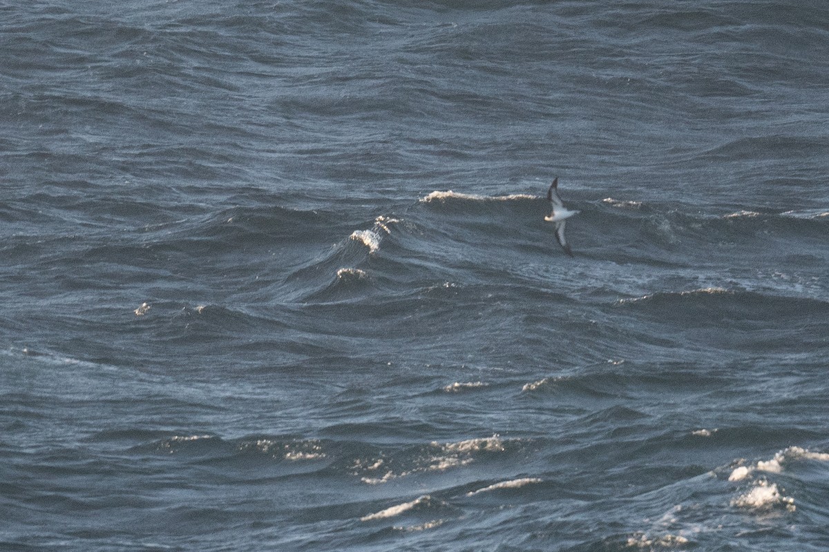Hawaiian Petrel - ML636624619