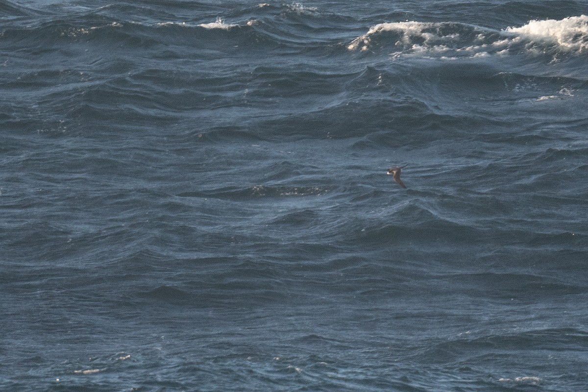 Hawaiian Petrel - ML636624620