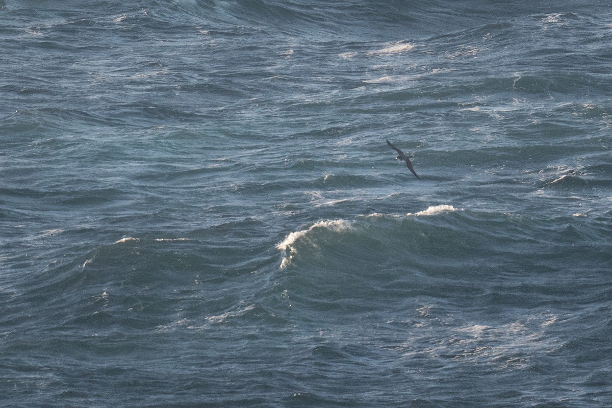 Hawaiian Petrel - ML636624621