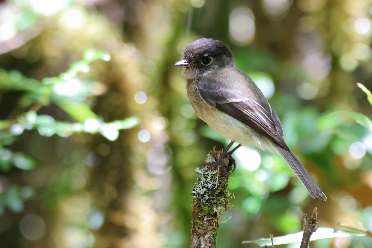 Black-capped Flycatcher - ML636624703