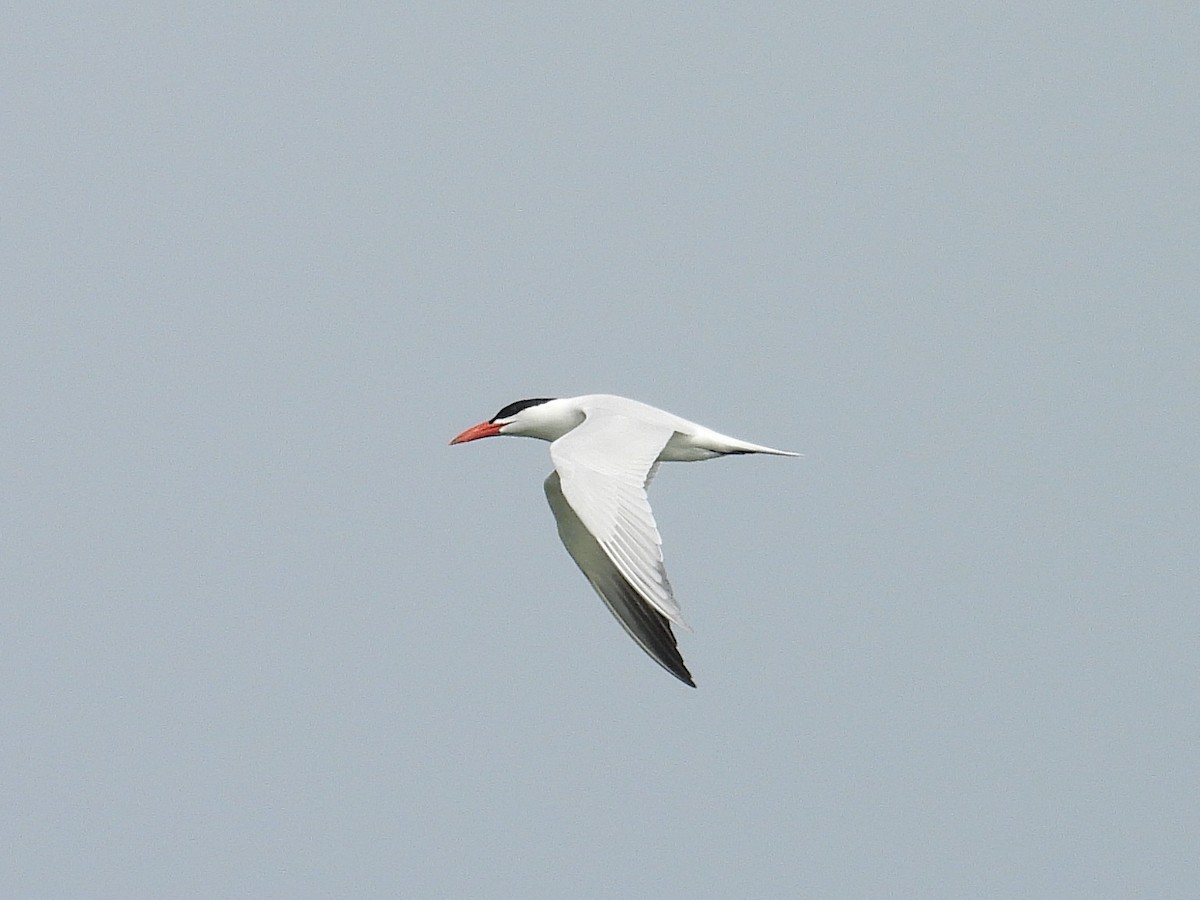 Caspian Tern - ML636624786