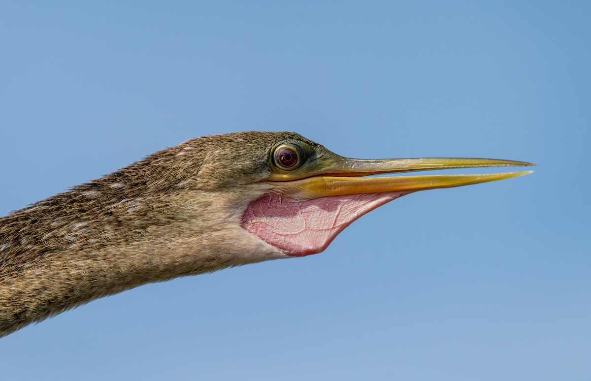 Anhinga - ML636624816