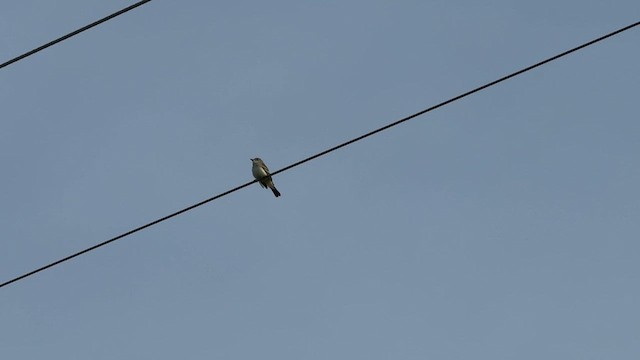 Willow Flycatcher - ML636624872