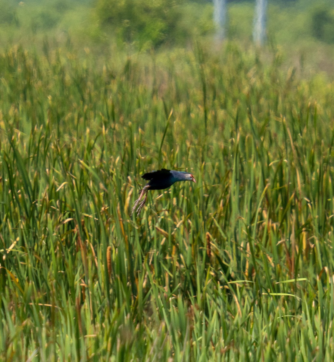 Gray-headed Swamphen - ML636624873