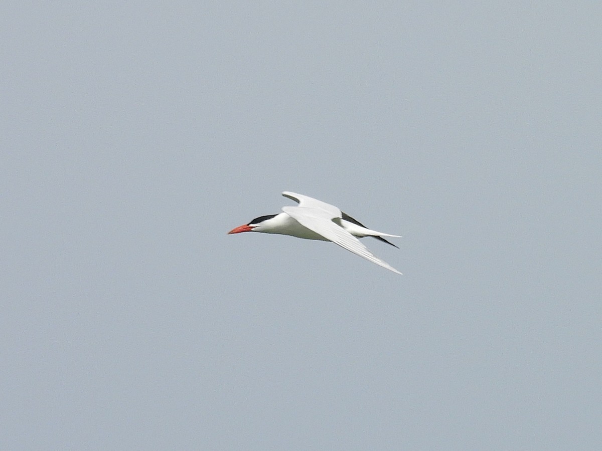 Caspian Tern - ML636624877