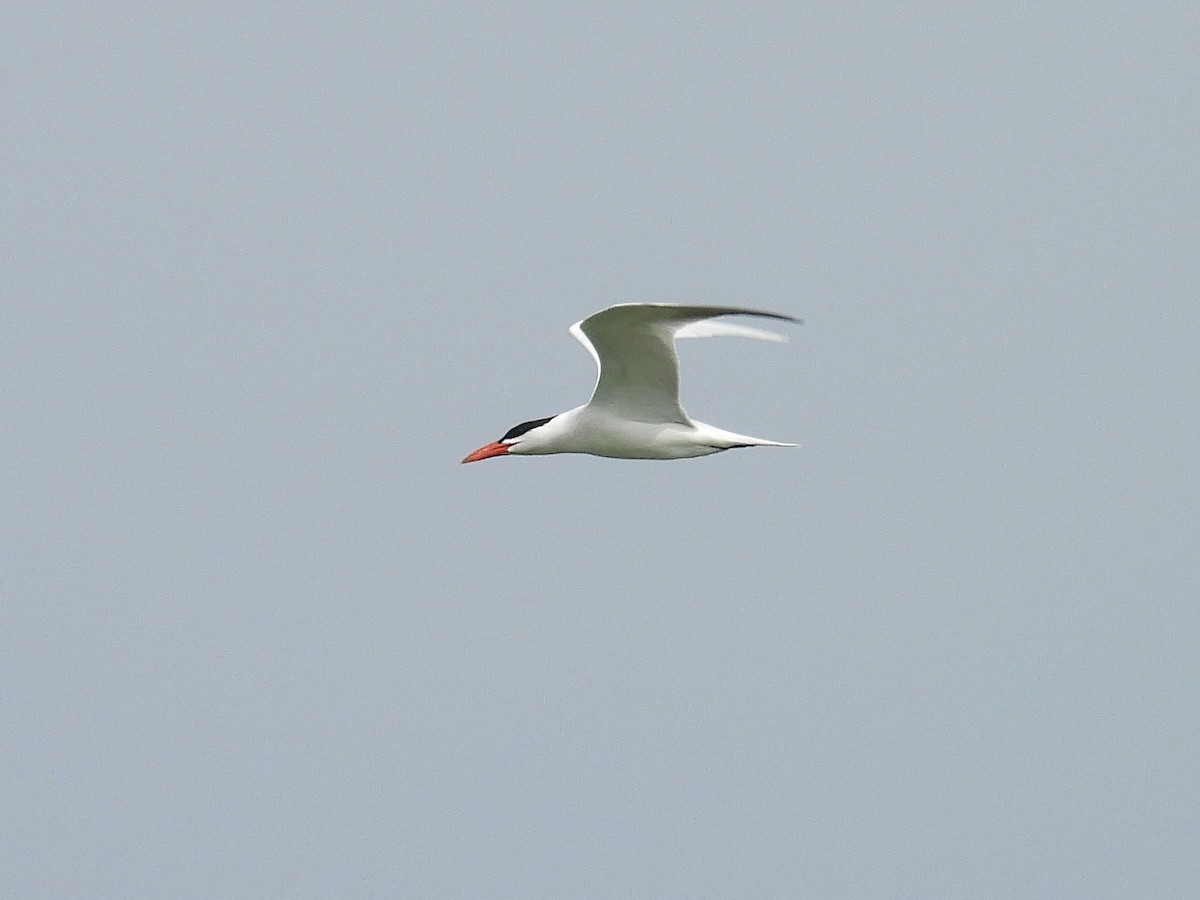 Caspian Tern - ML636624905