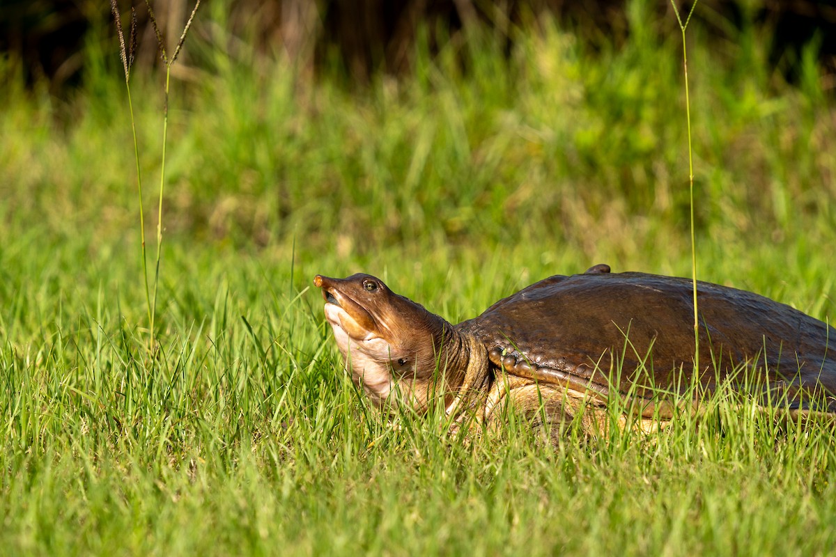 Animals - ML636624906