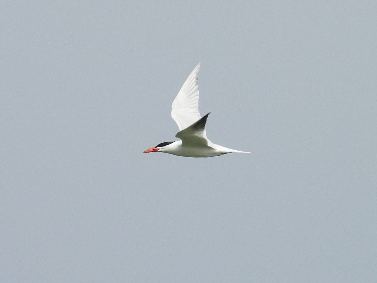 Caspian Tern - ML636624914