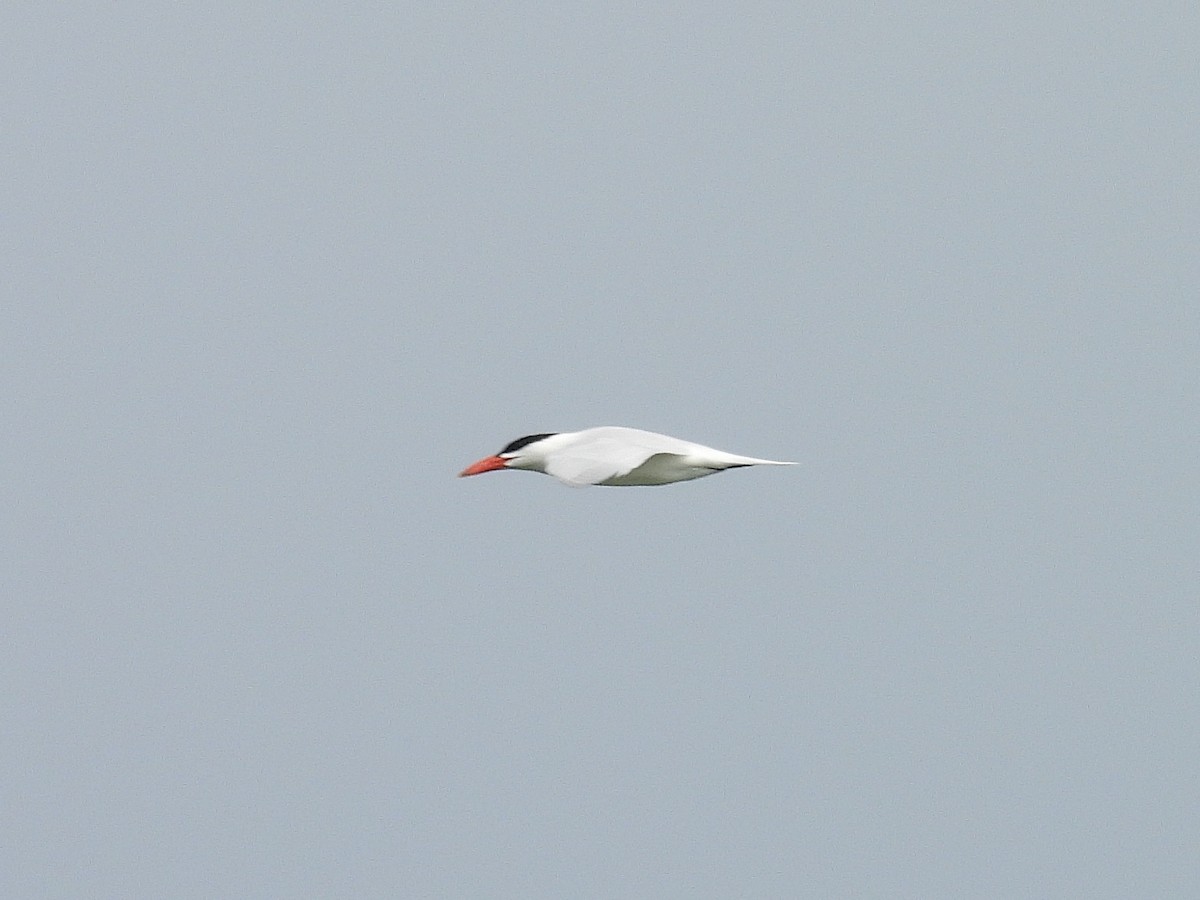 Caspian Tern - ML636624947