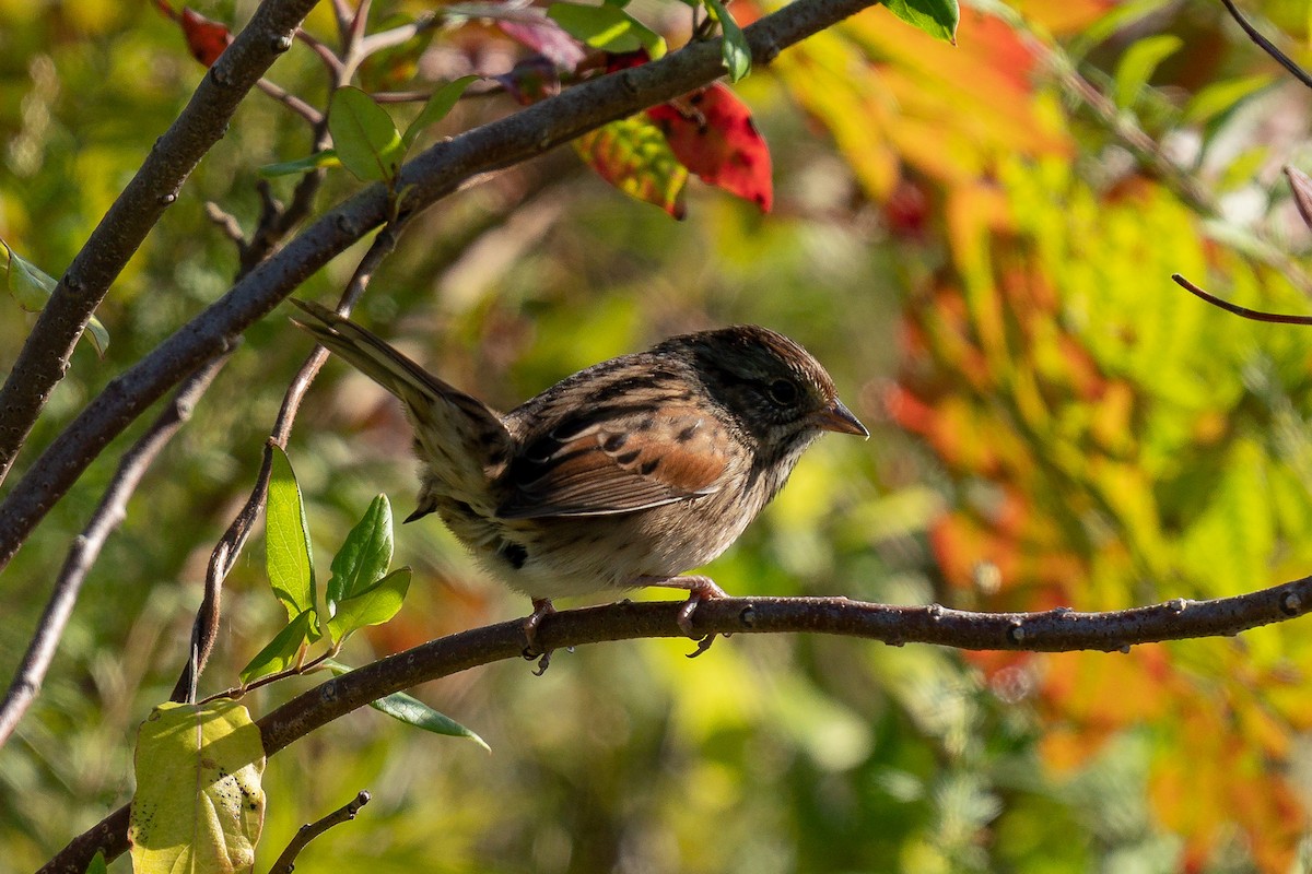 Swamp Sparrow - ML636625008
