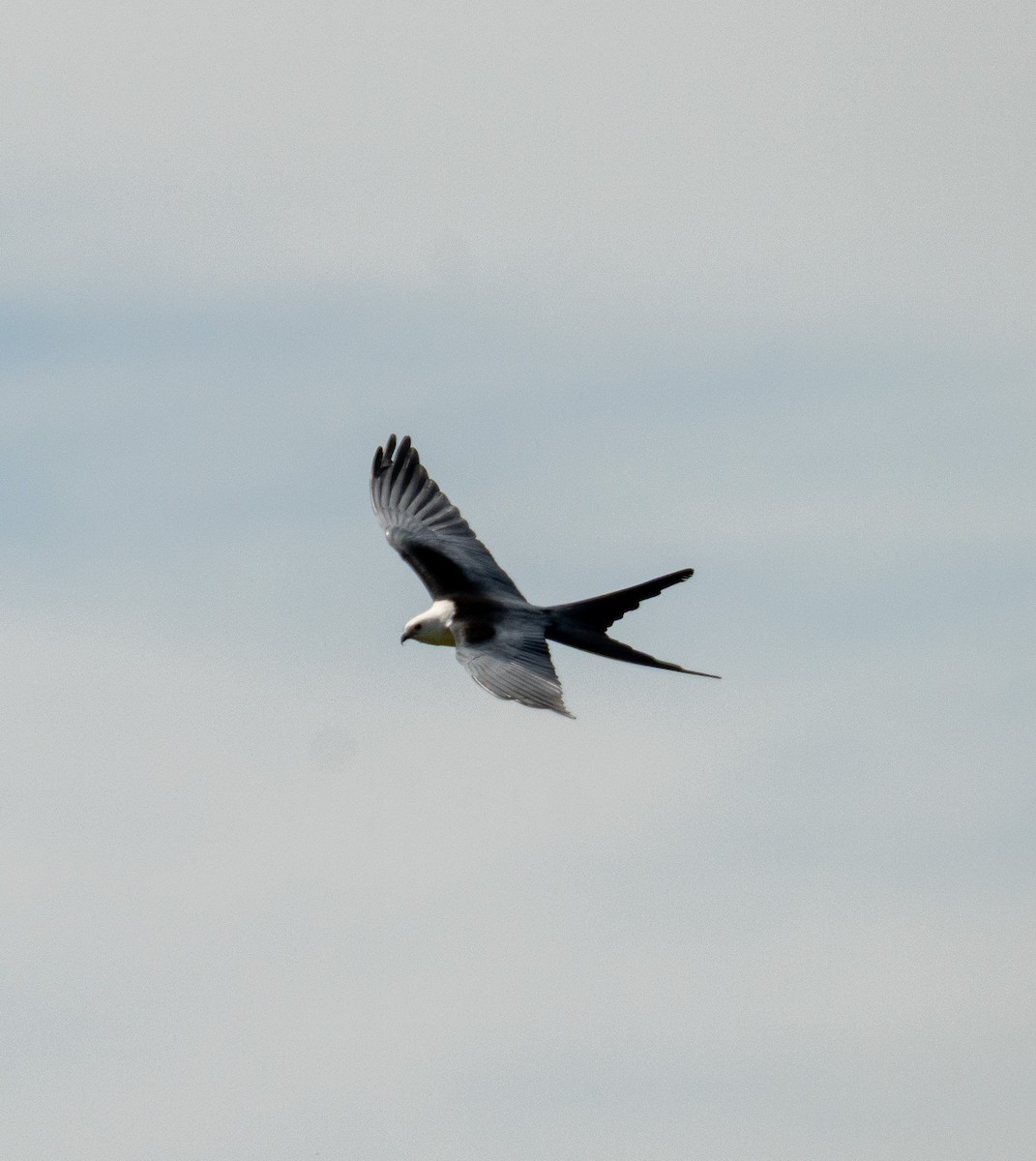 Swallow-tailed Kite - ML636625029