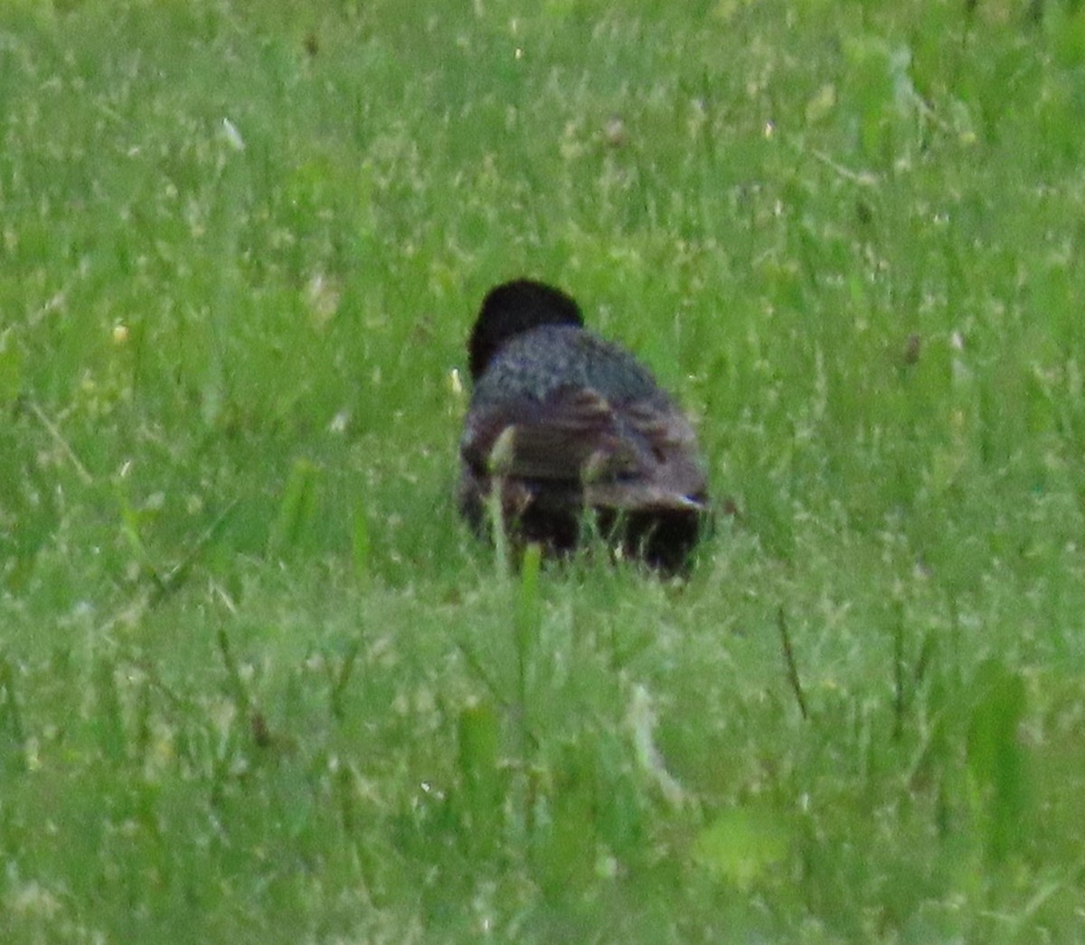 European Starling - ML636625094