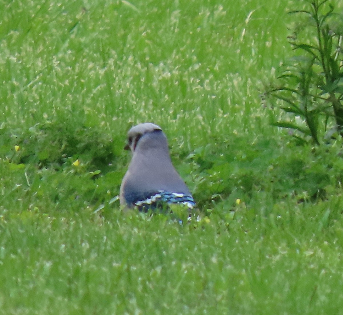 Blue Jay - ML636625136