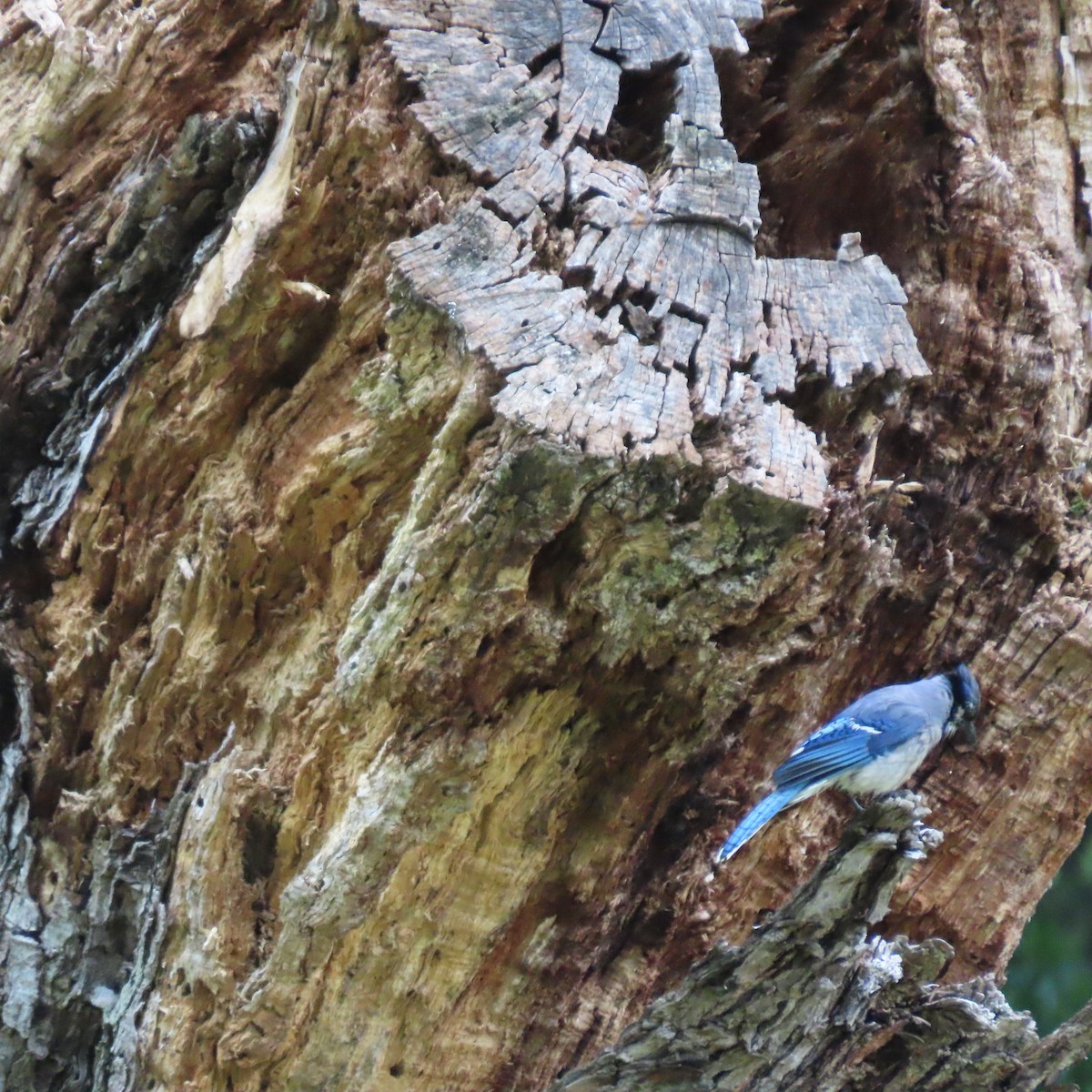 Blue Jay - ML636625141