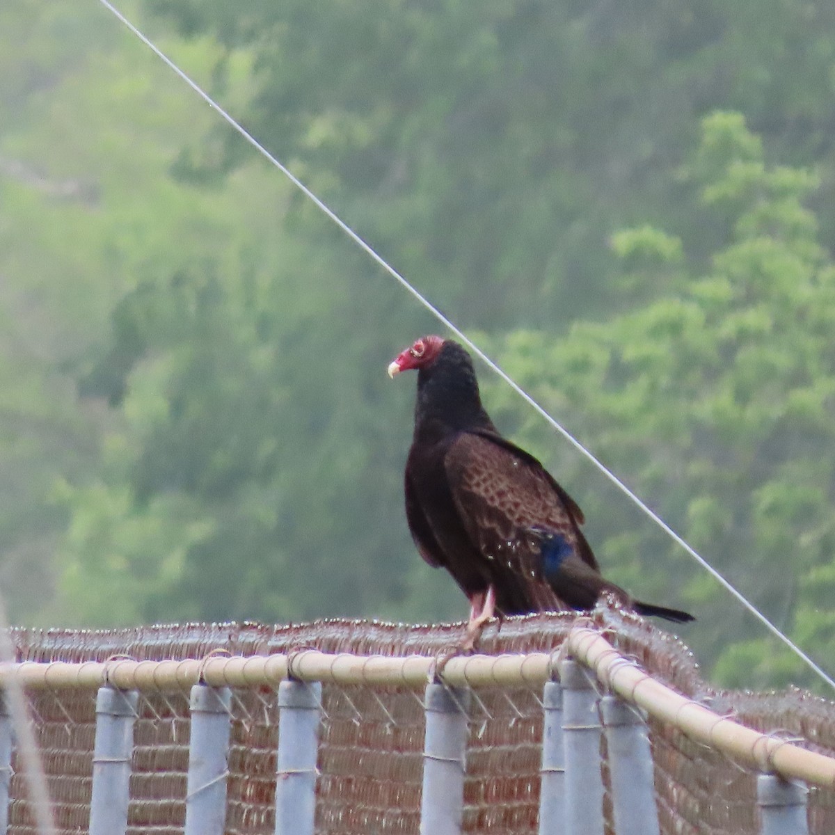 Turkey Vulture - ML636625157
