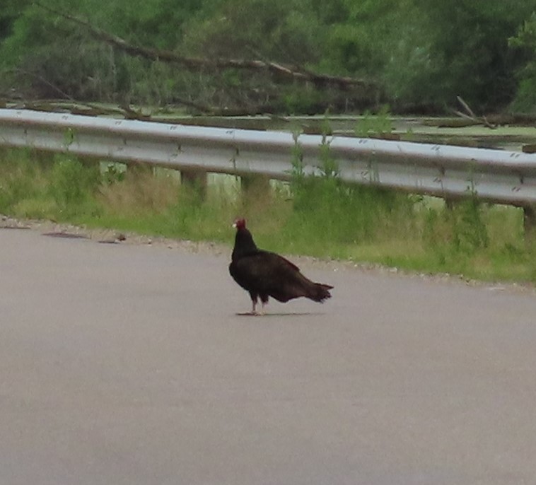 Turkey Vulture - ML636625168