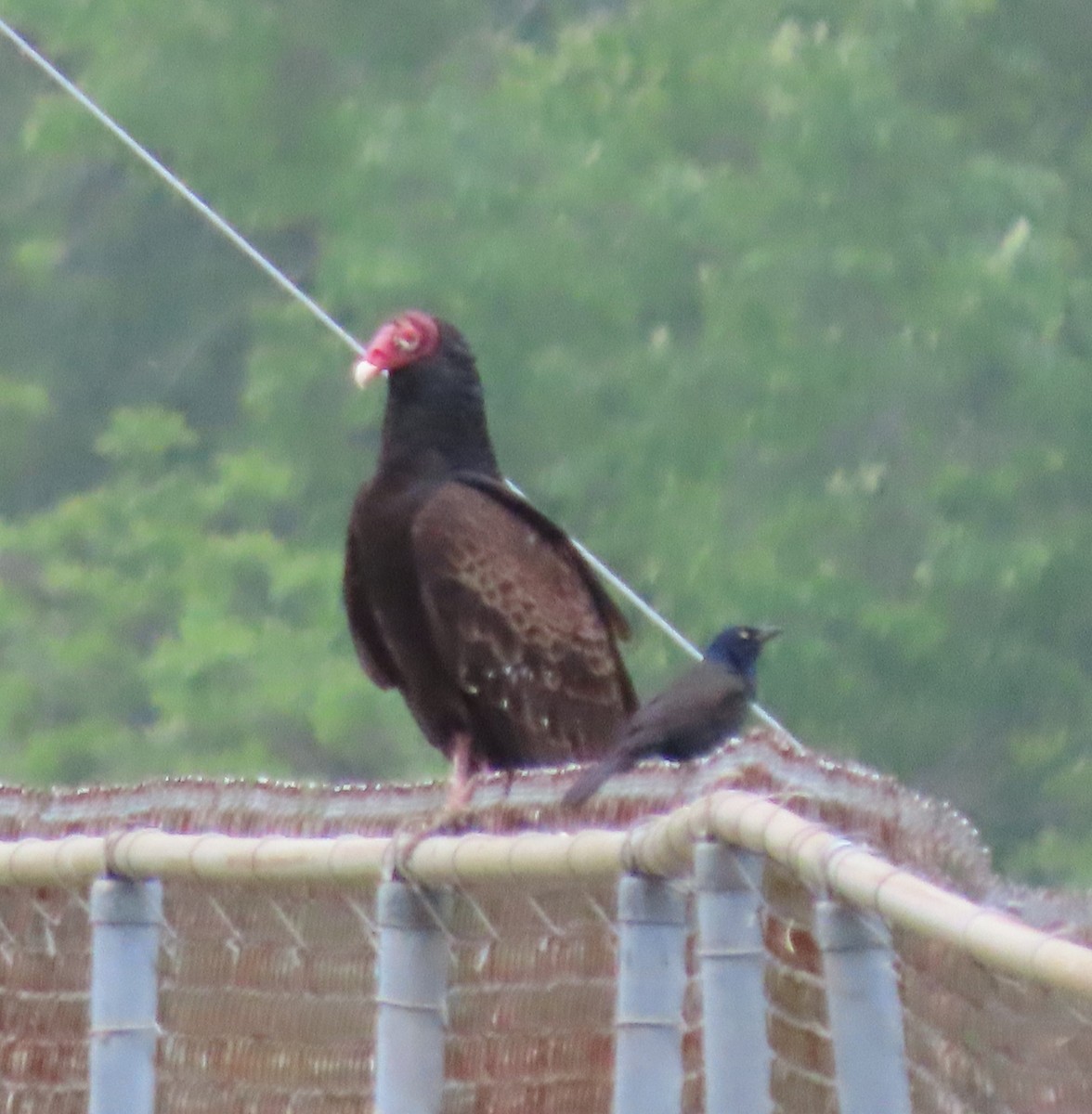 Turkey Vulture - ML636625176
