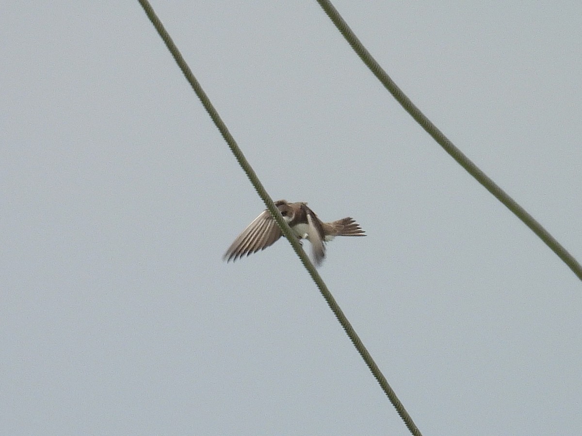 Bank Swallow - ML636625190