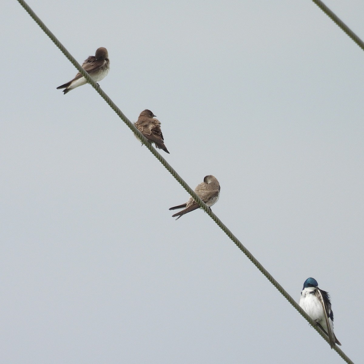 Bank Swallow - ML636625191