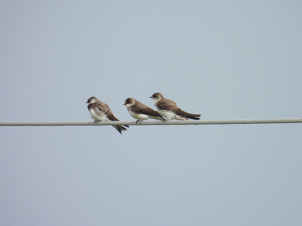 Bank Swallow - ML636625192