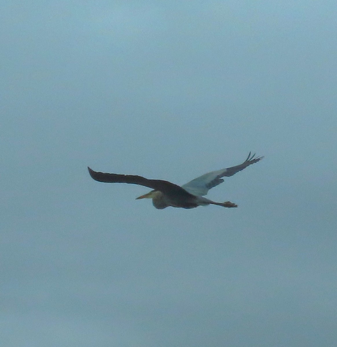 Great Blue Heron - ML636625193