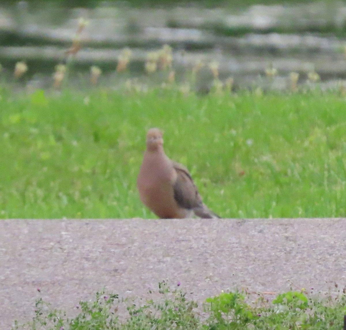 Mourning Dove - ML636625204