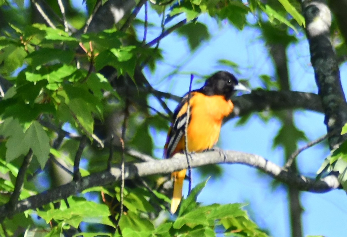 Turpial de Baltimore - ML636625215