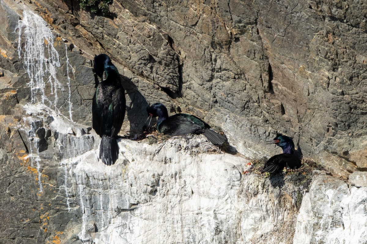 Pelagic Cormorant - ML636625217