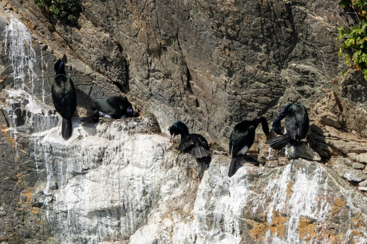 Pelagic Cormorant - ML636625219