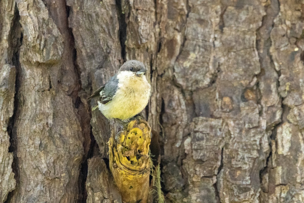 Pygmy Nuthatch - ML636625232