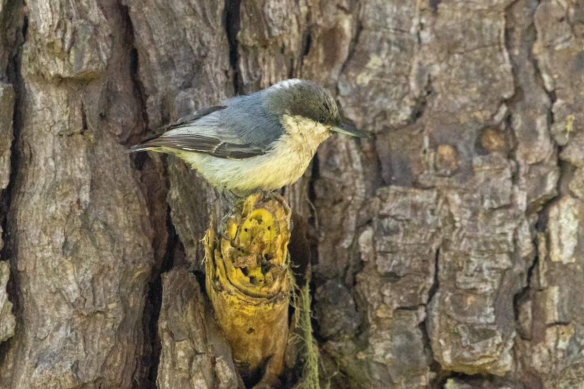 Pygmy Nuthatch - ML636625233