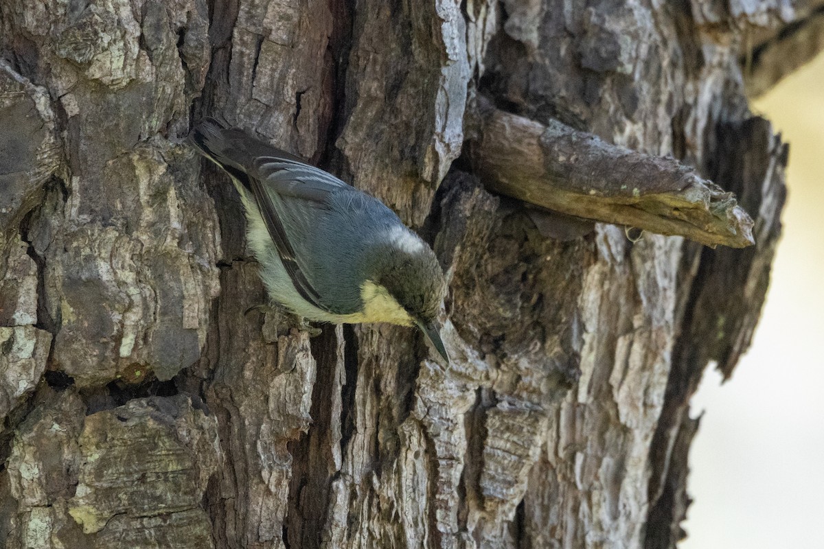 Pygmy Nuthatch - ML636625235