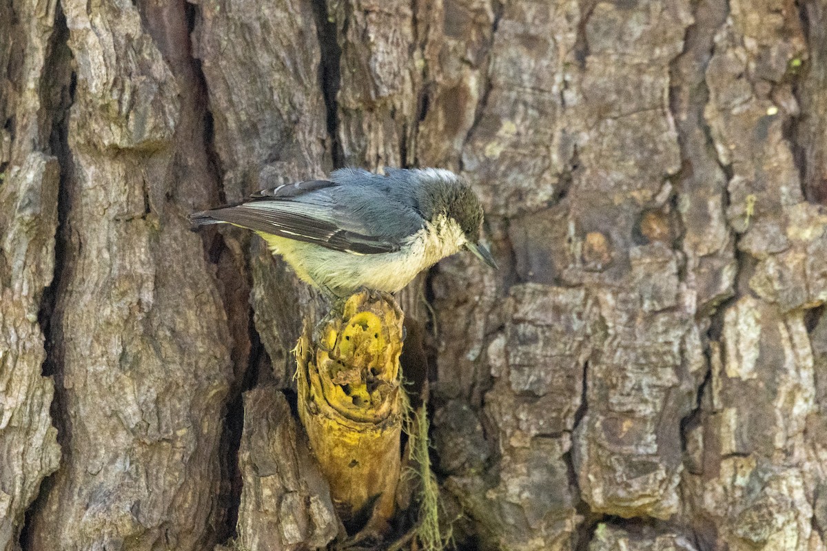 Pygmy Nuthatch - ML636625236