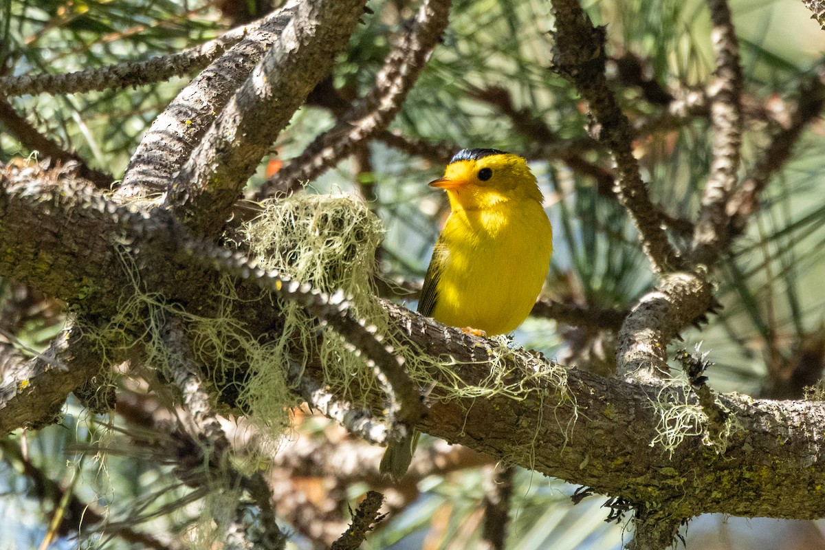 Wilson's Warbler - ML636625248