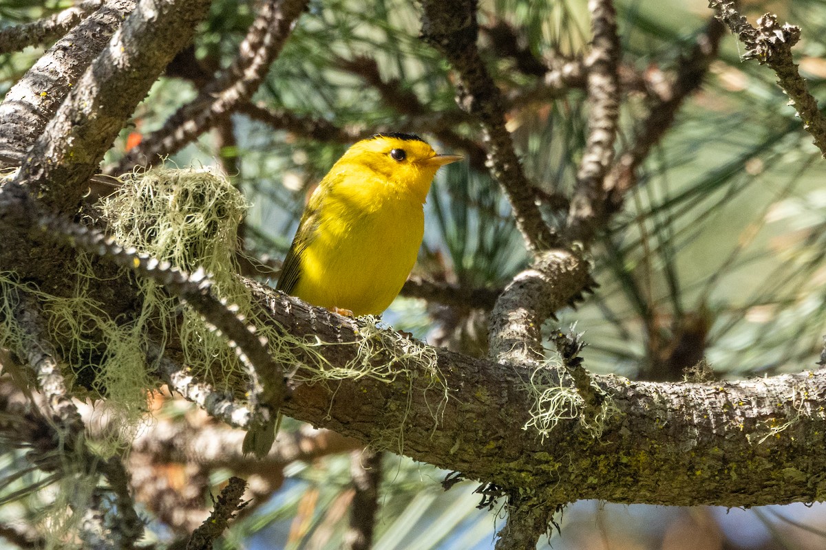 Wilson's Warbler - ML636625249