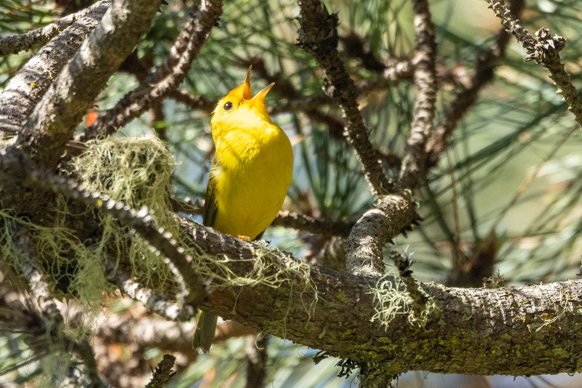 Wilson's Warbler - ML636625250
