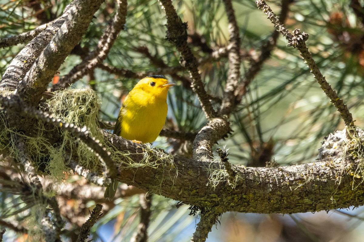 Wilson's Warbler - ML636625251
