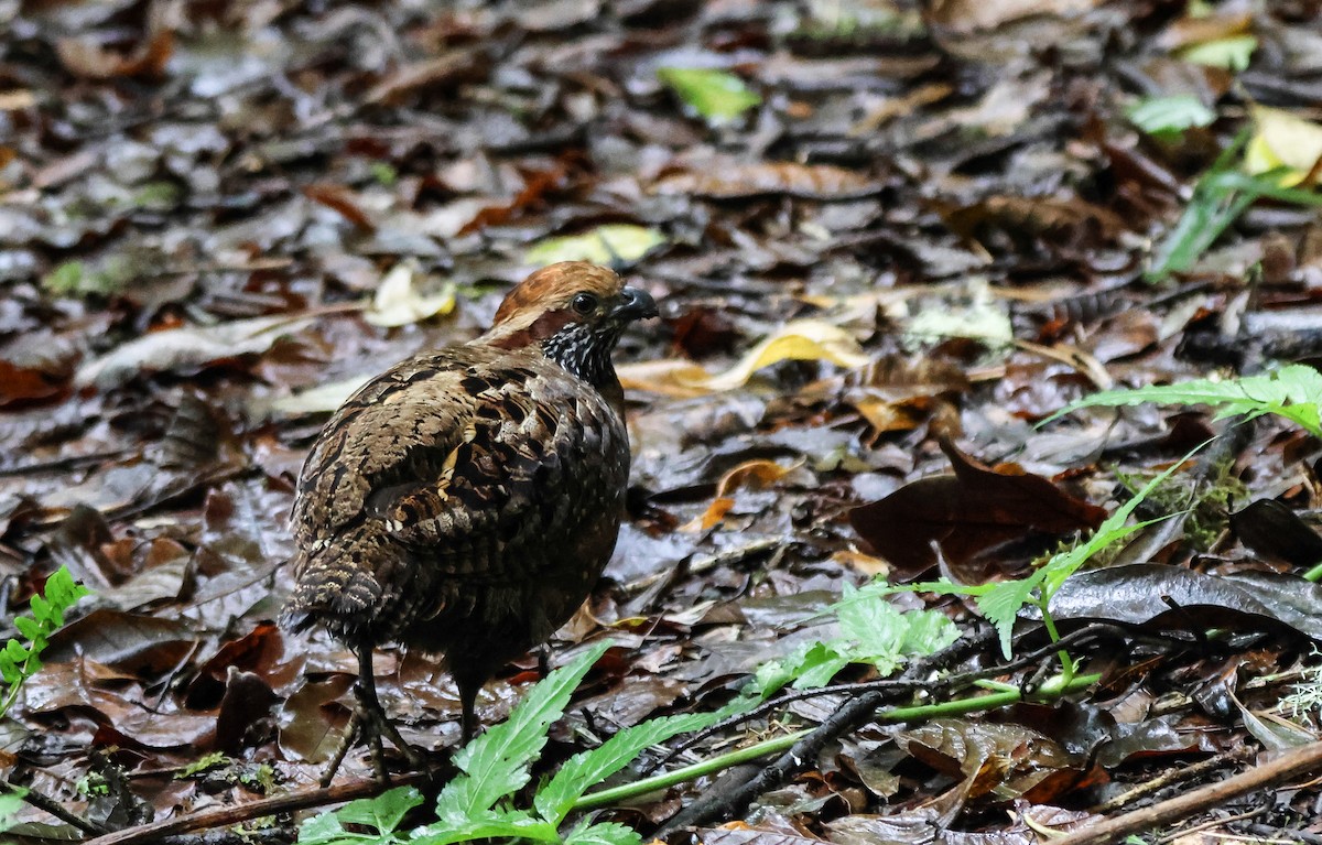 Spotted Wood-Quail - ML636625253