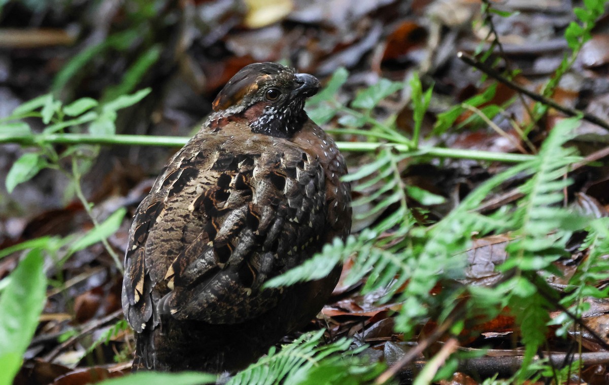 Spotted Wood-Quail - ML636625260