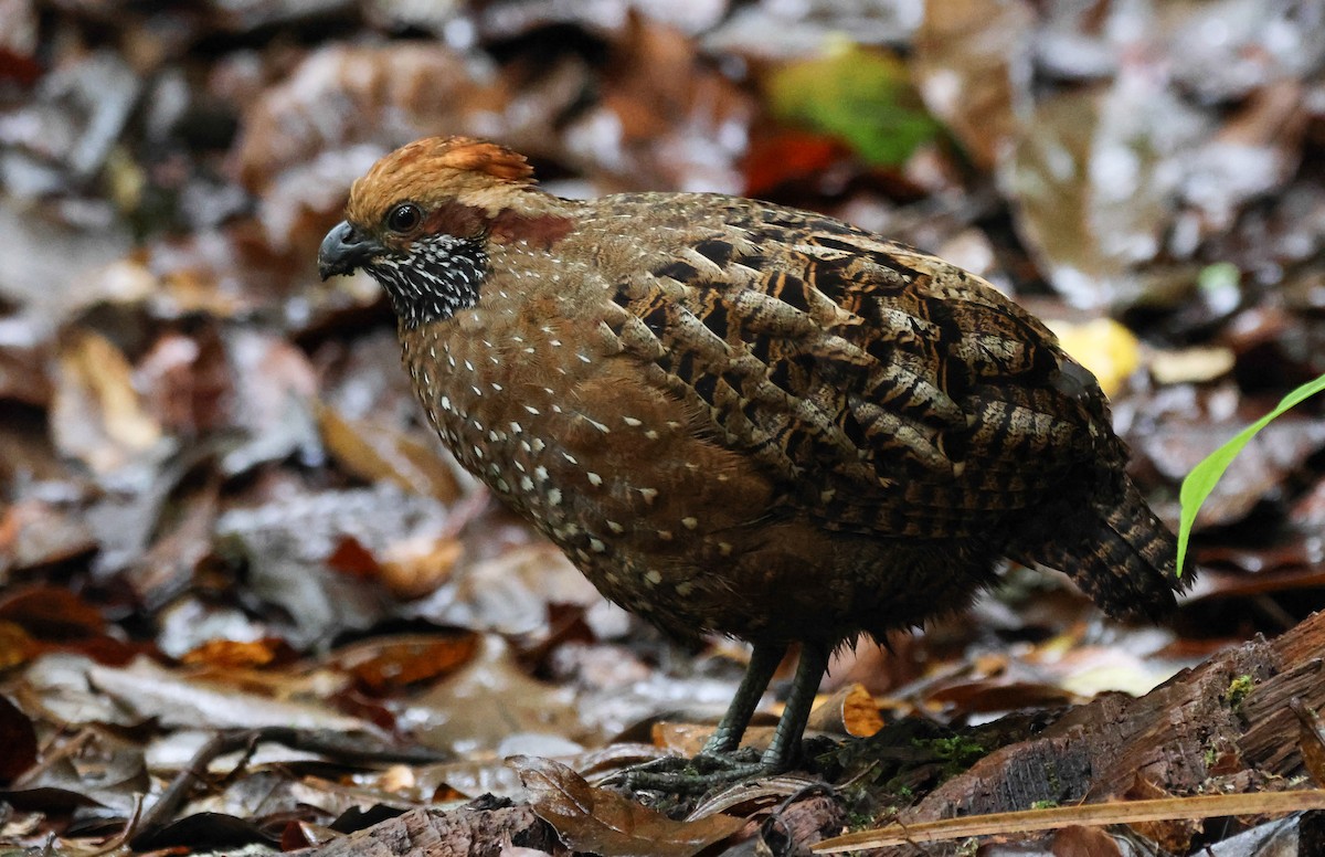 Spotted Wood-Quail - ML636625269