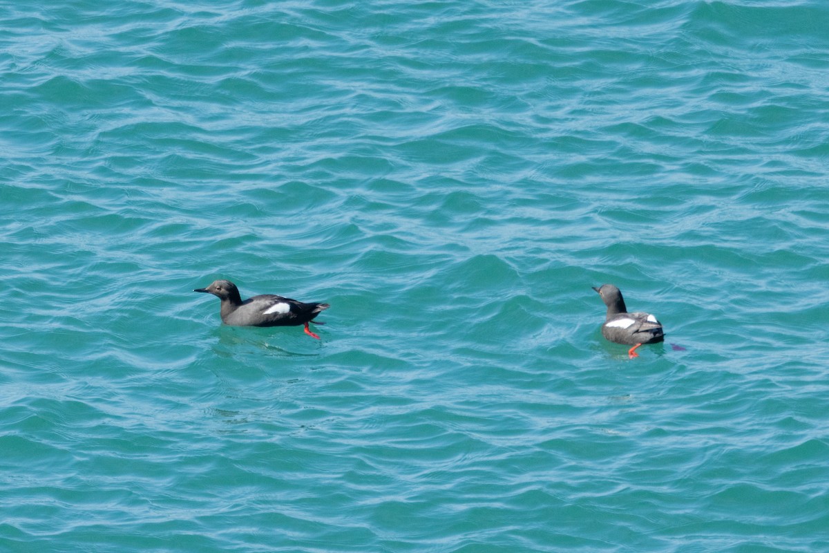 Pigeon Guillemot - ML636625295