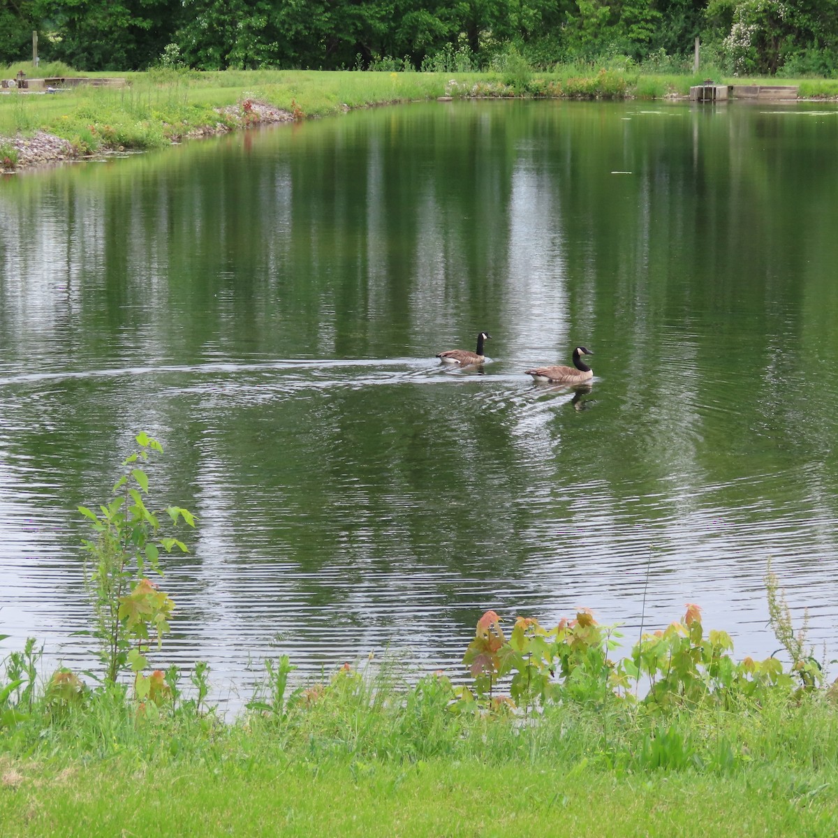 Canada Goose - ML636625350