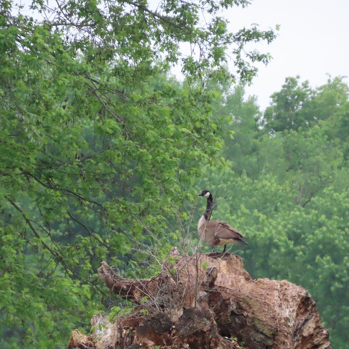 Canada Goose - ML636625381