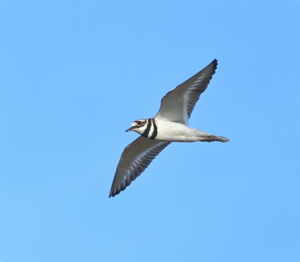 Killdeer - ML636625387